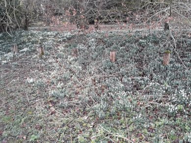 Snowdrops