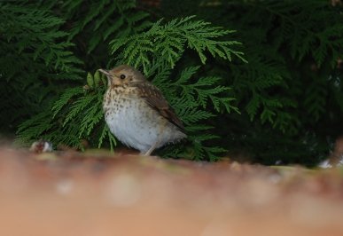 Fledgling