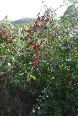 Berries