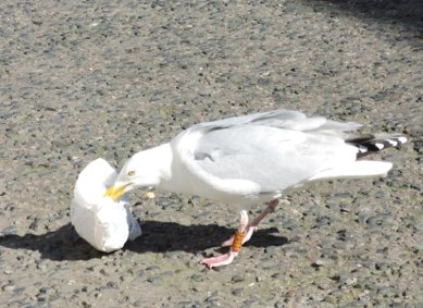 Gull