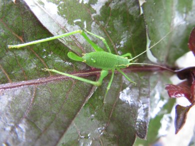 Bush Cricket
