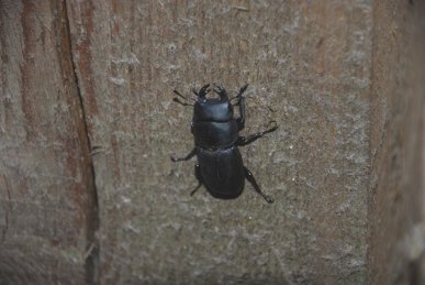 Beetle