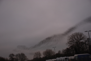 Starlings Starlings