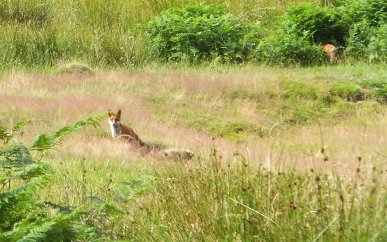 Foxes