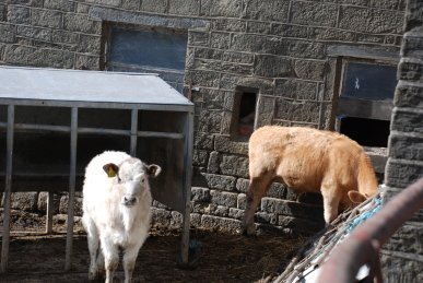 Heifers