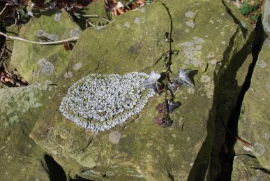 Lichen