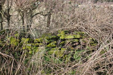 Moss