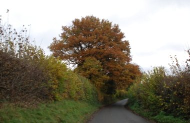 Oak