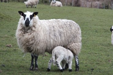 Lamb