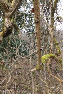 Jews Ear