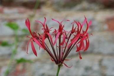 Pelagonium
