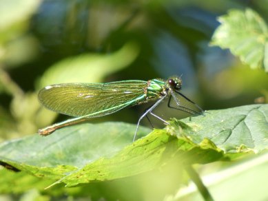 Agrion
