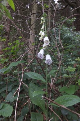 Foxgloves
