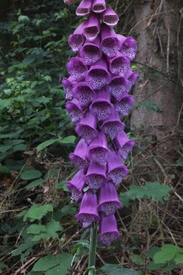 Foxgloves
