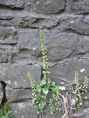 Pennywort