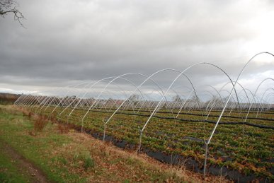 Polytunnels