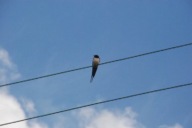 Swallow