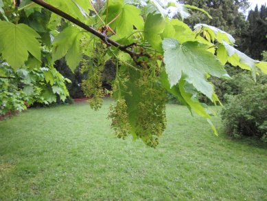Sycamore