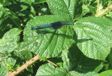 Damselfly