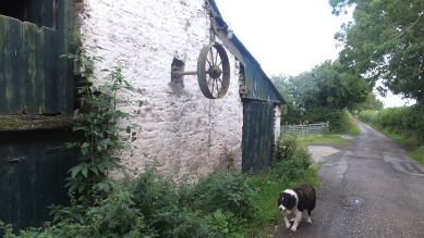 Pully and old Collie Pully