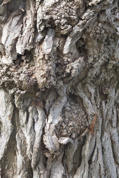 Bark