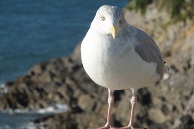 Gull