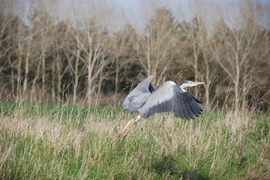 Heron