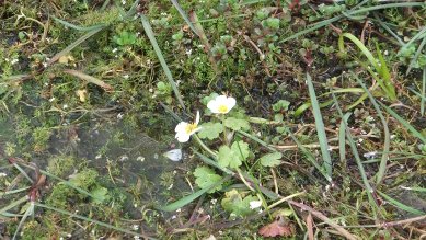 Water Crowfoot