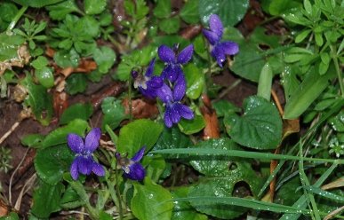 Violets