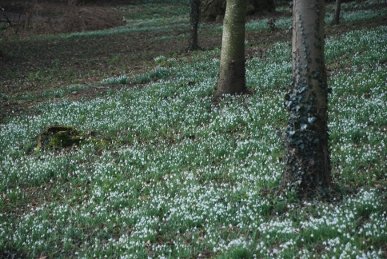 Snowdrops