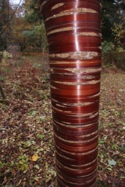 Tibetan Cherry