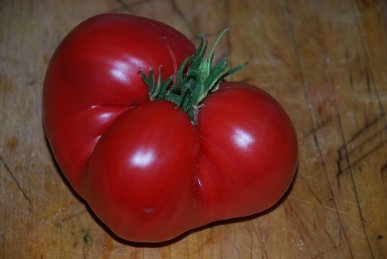 Tomato