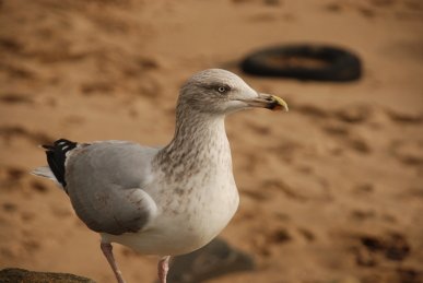 Gull