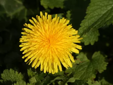 Dandelion
