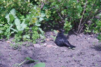 Blackbird