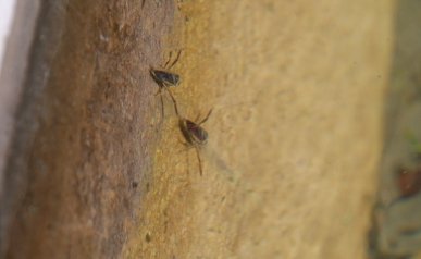water Boatmen