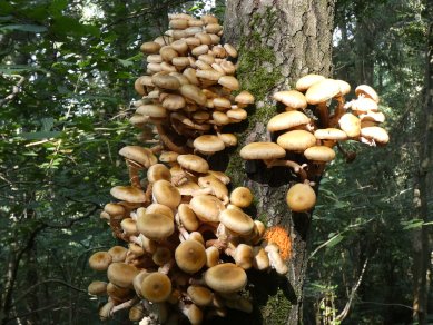 Fungus