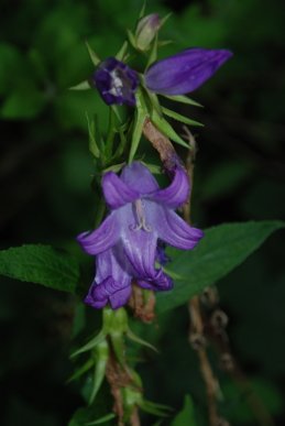 Bellflower