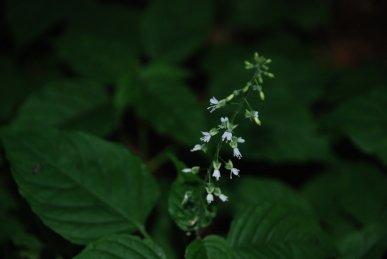 Enchanter's Nightshade