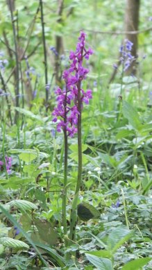 Orchid