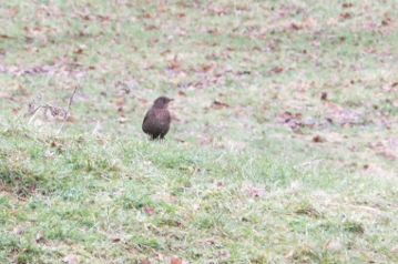 Female Blackbird Female Blackbird
