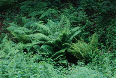 Fern