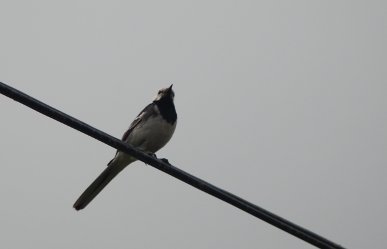 Pied Wagtail