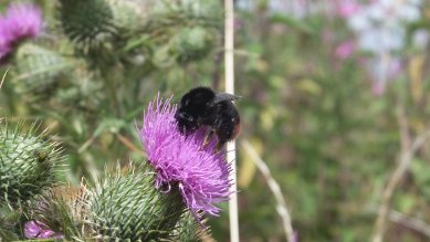 Bee