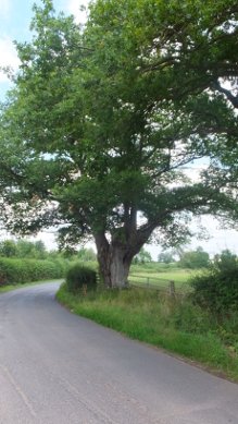 Oak