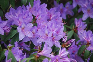 Rhododendron