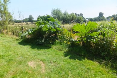 Gunnera