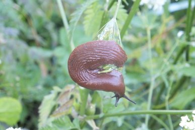 Slug