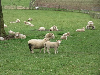 Sheep