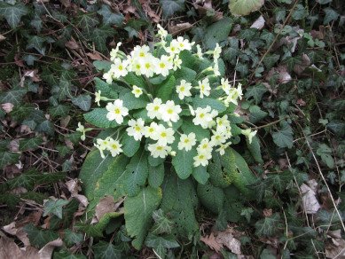 Primroses